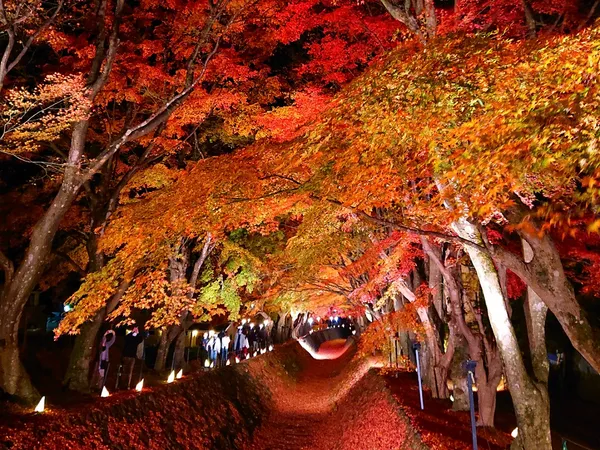 Lake Kawaguchi Maple Corridor
