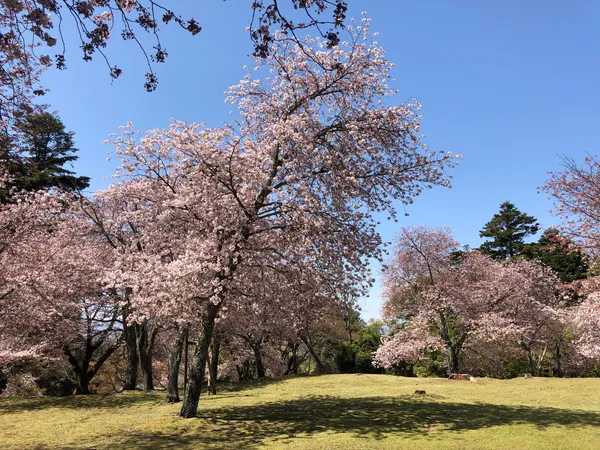 Chayama-enchi