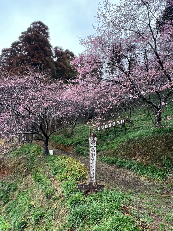 Narita Cherry Wood
