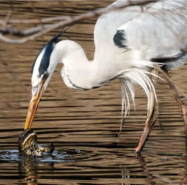 Tokyo Port Wild Bird Park