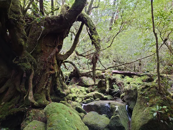 Shiratani Unsui Gorge