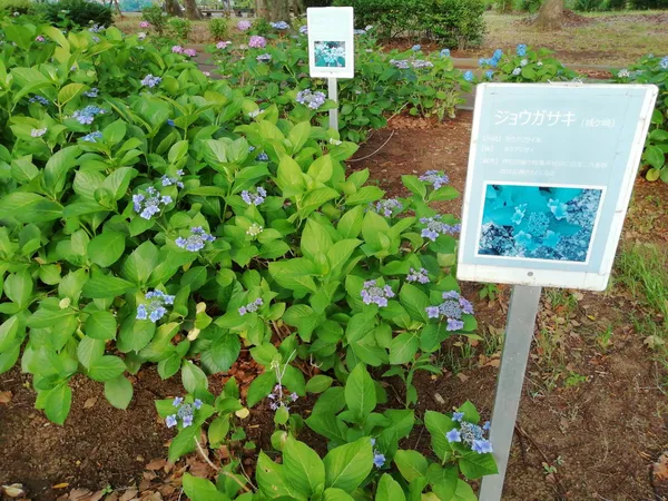 Shinozaki Park