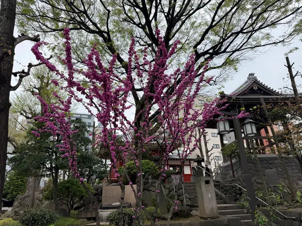 Sensō-ji Temple