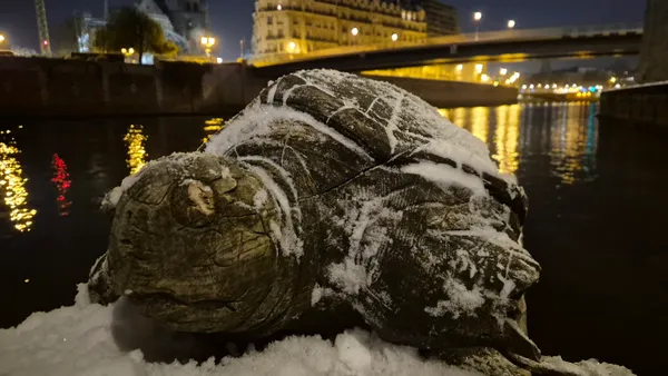 Turtle de Seine