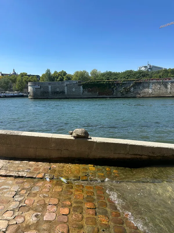 Turtle de Seine