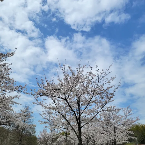 Sakurayama Park
