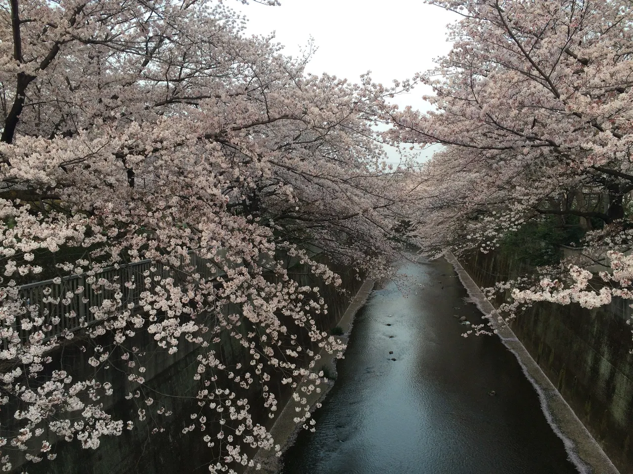 Shakujii River