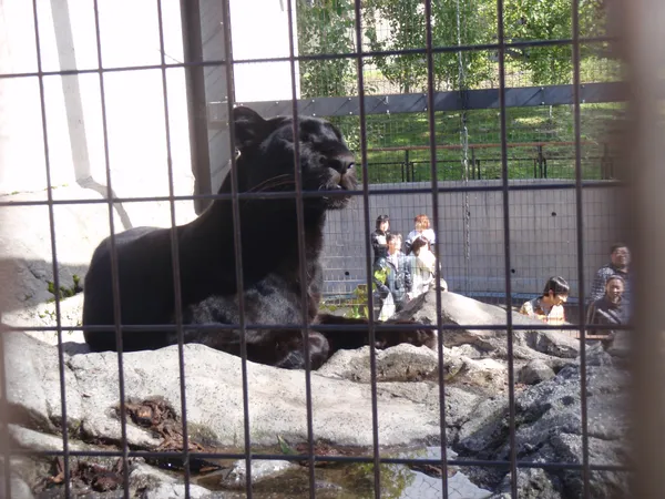 Fierce Animal House