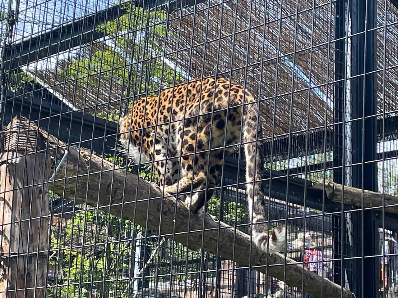 Fierce Animal House