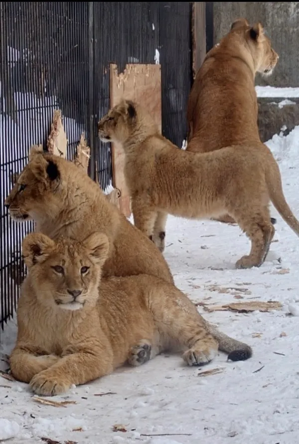 Fierce Animal House