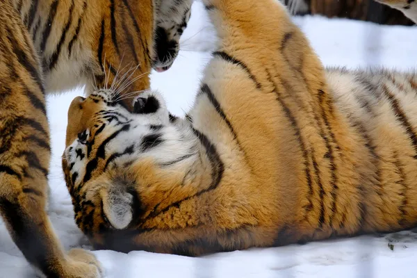 Fierce Animal House