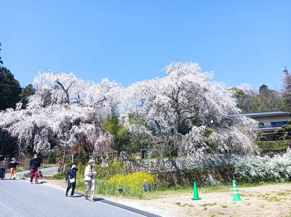 Weeping Cherry Tree of Kanbara