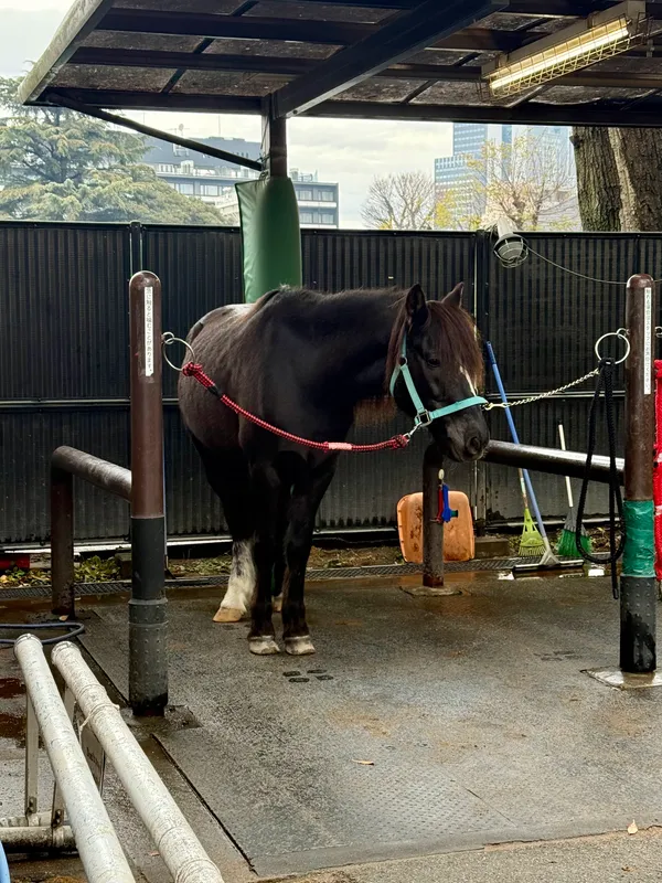Yoyogi Pony Park