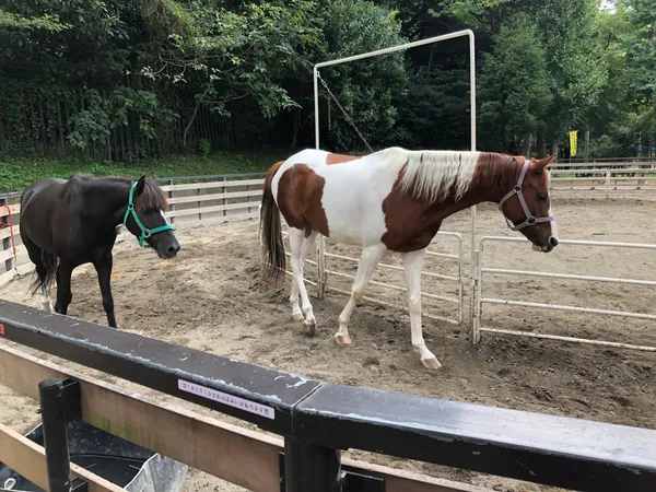 Yoyogi Pony Park