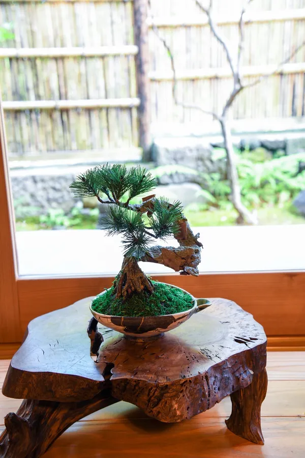 Hakone Workshop Art BONSAI