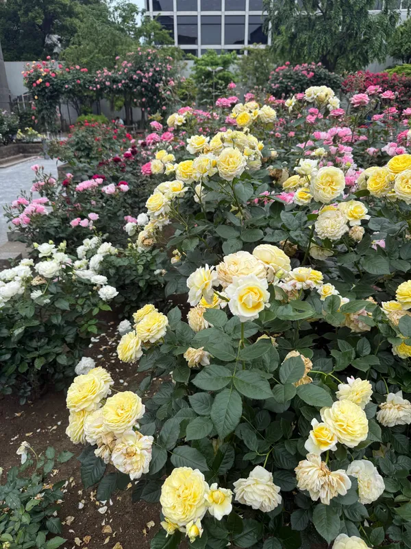 Akasaka Hikawa Park