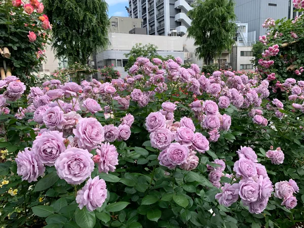 Akasaka Hikawa Park