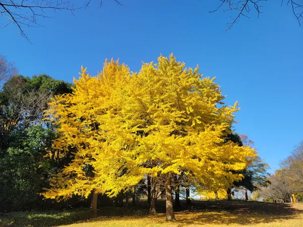 Aobanomori Park
