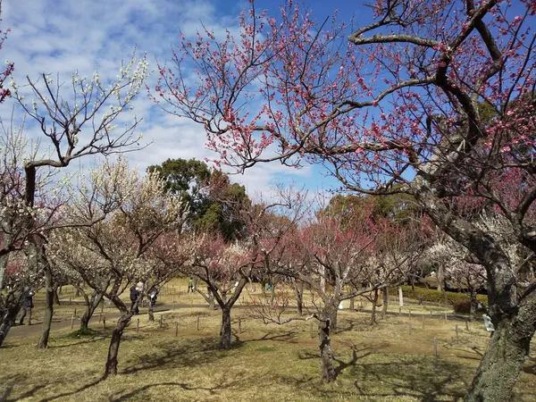 Aobanomori Park
