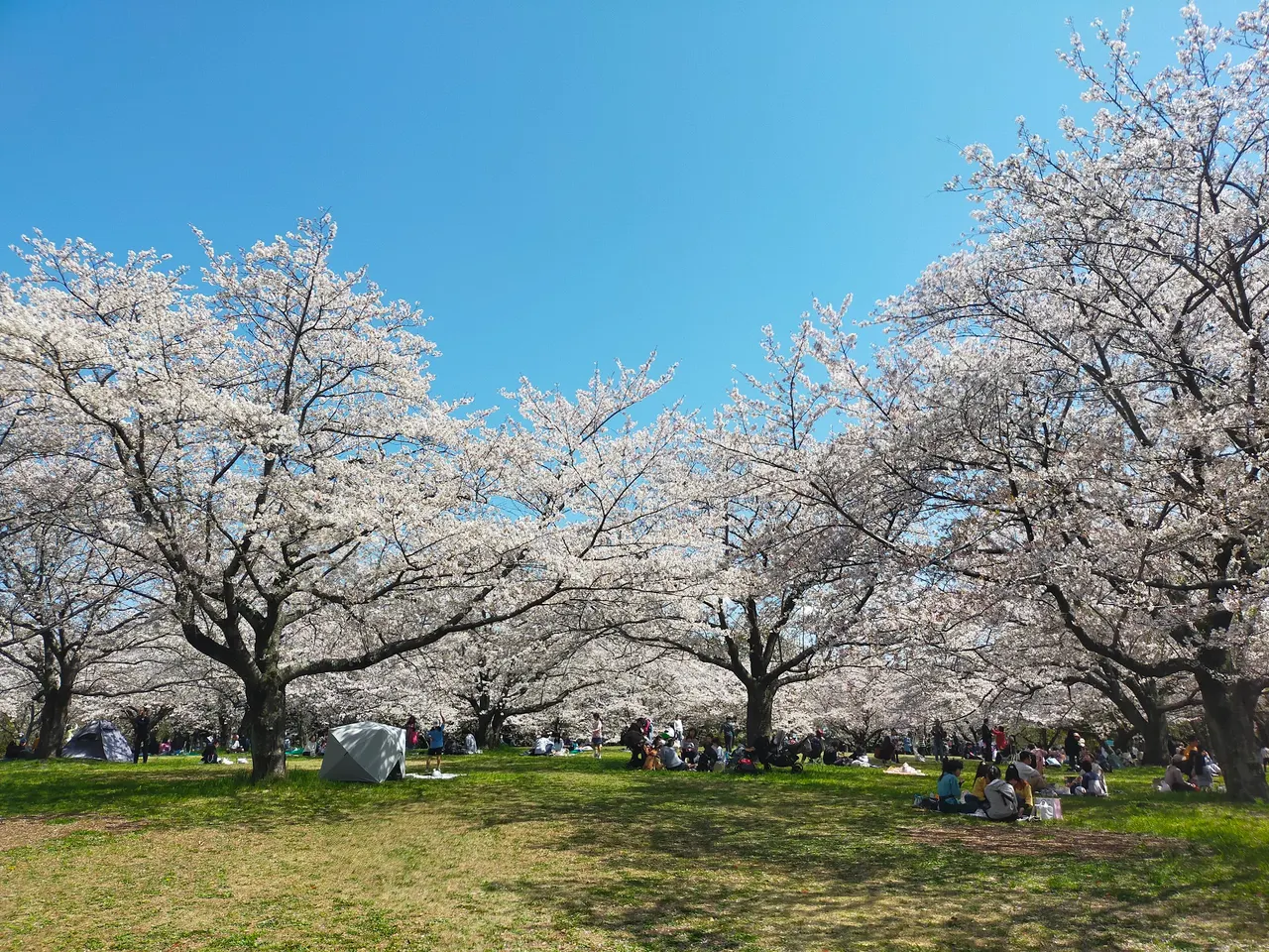 Aobanomori Park