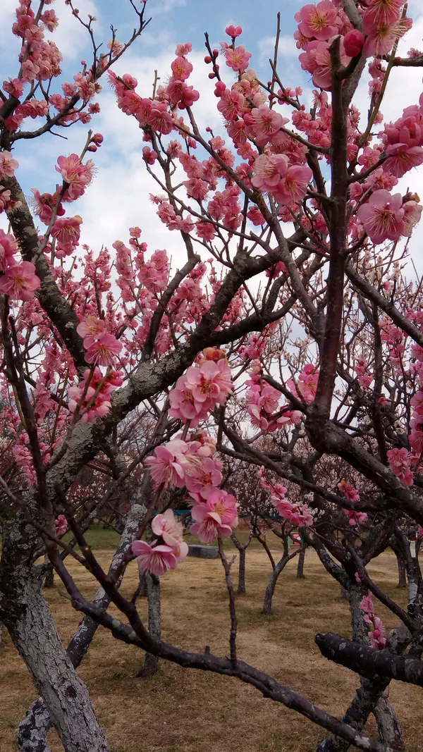Aobanomori Park