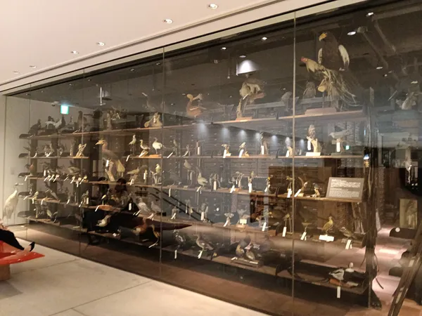 Intermediatheque