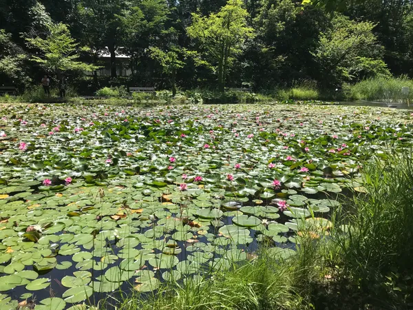 Ōno Pond