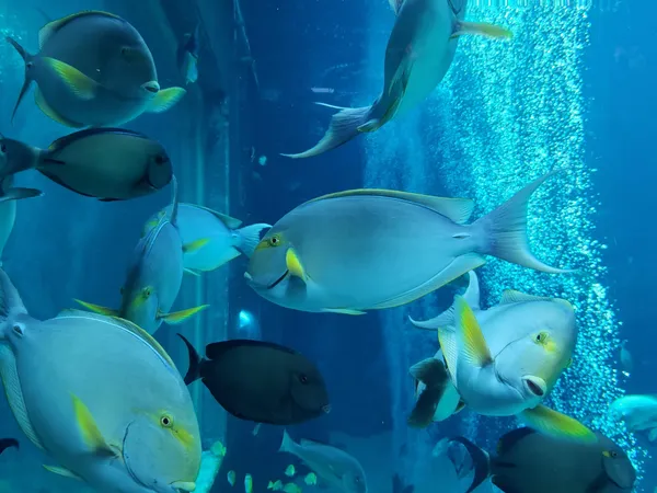Hakone-en Aquarium