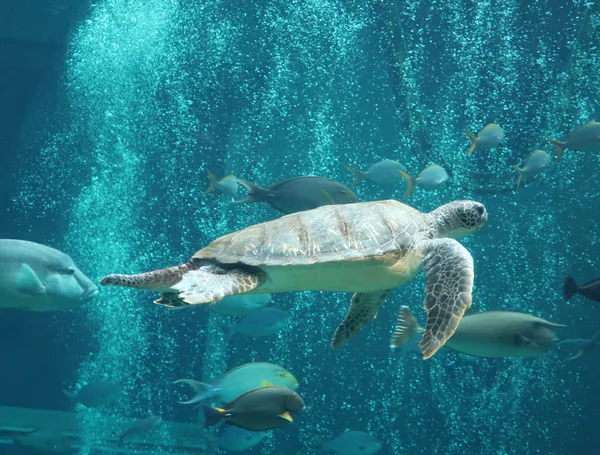 Hakone-en Aquarium