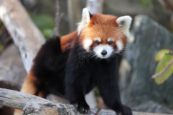 Sapporo City Maruyama Zoo