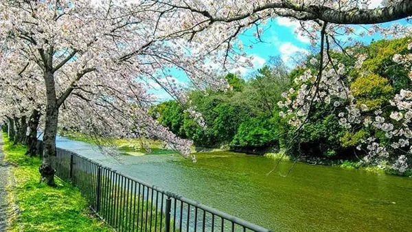 Kamo River