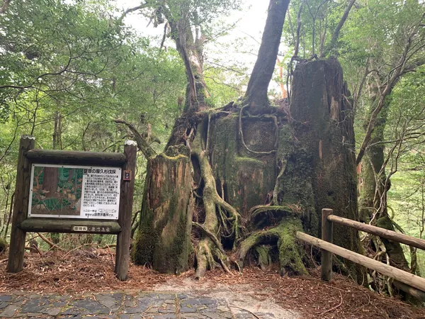 Yakusugi Land
