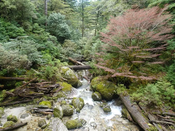 Yakusugi Land