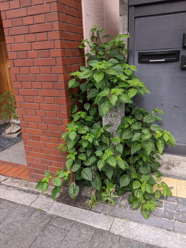 稲荷大明神 角一龍王 白姫辨財天 御鎮座旧跡