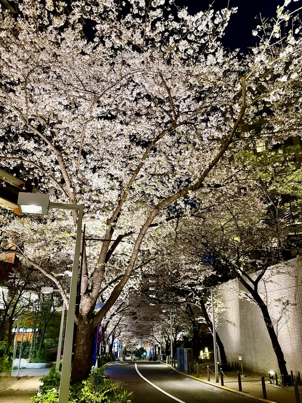 Roppongi Sakura-zaka