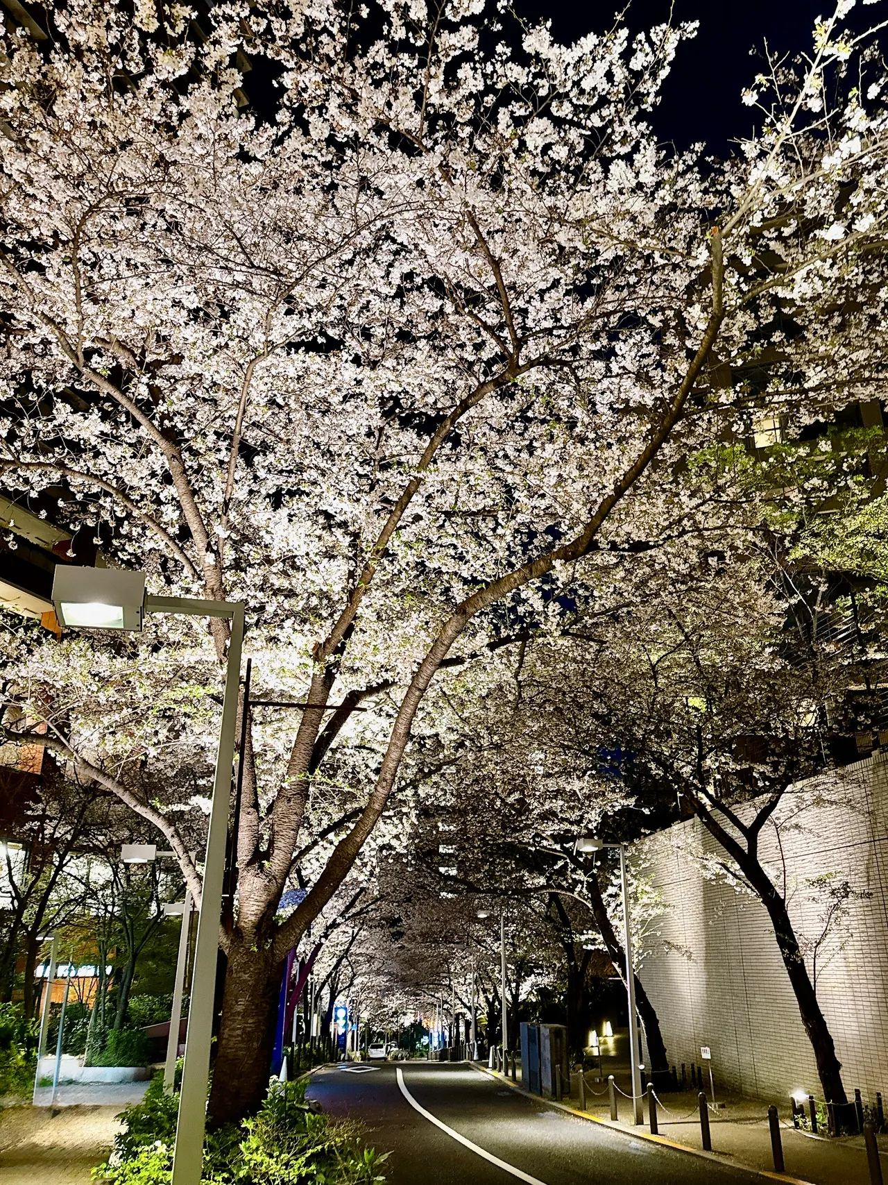 Roppongi Sakura-zaka