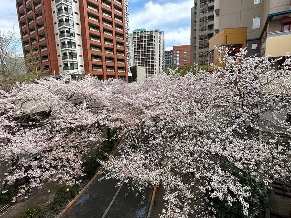 Roppongi Sakura-zaka