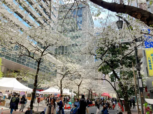 Sakura Dori