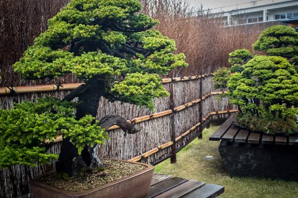 Omiya Bonsai Art Museum