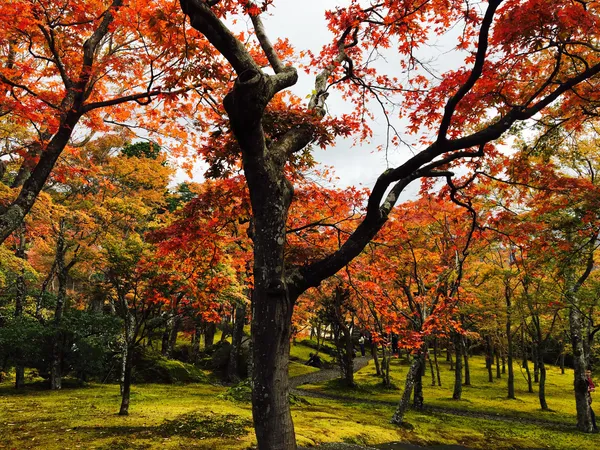 Hakone Gora Park