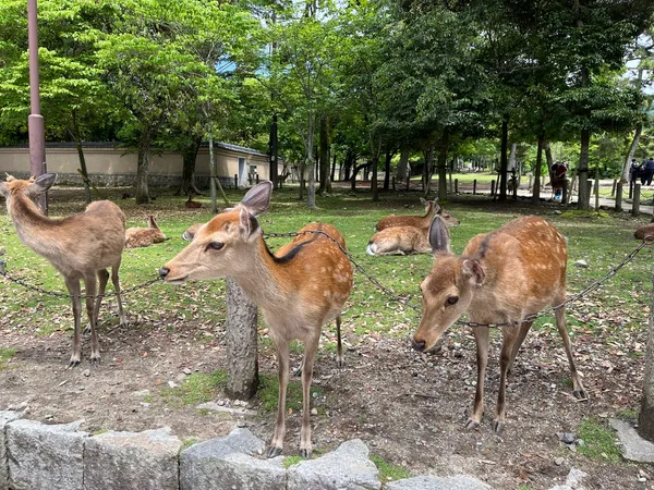 Todai-ji Hokkedo (Sangatsudo, March Hall)
