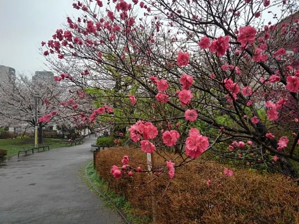 Shinjuku City Tomihisa Sakura Park