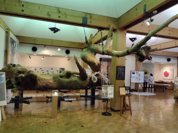Yakusugi Museum