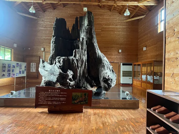 Yakusugi Museum