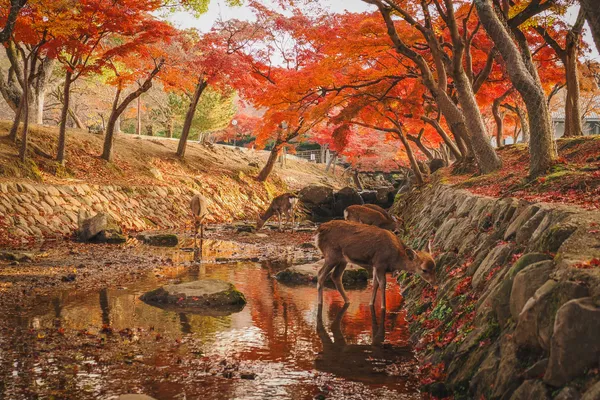 吉城川