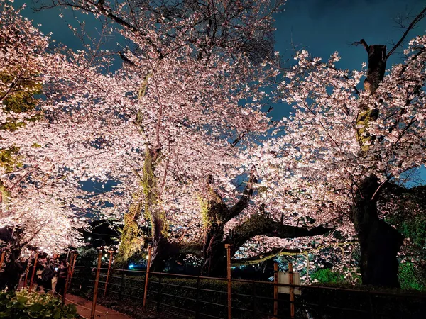 Chidorigafuchi