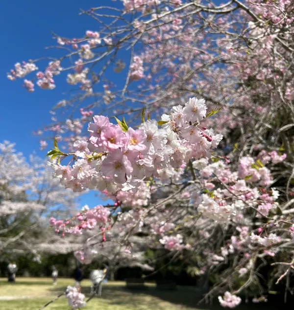 Izumi Nature City Park