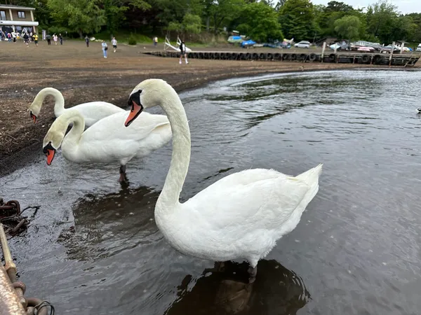 Lake Yamanakako Pleasure Boat "Swan Lake"