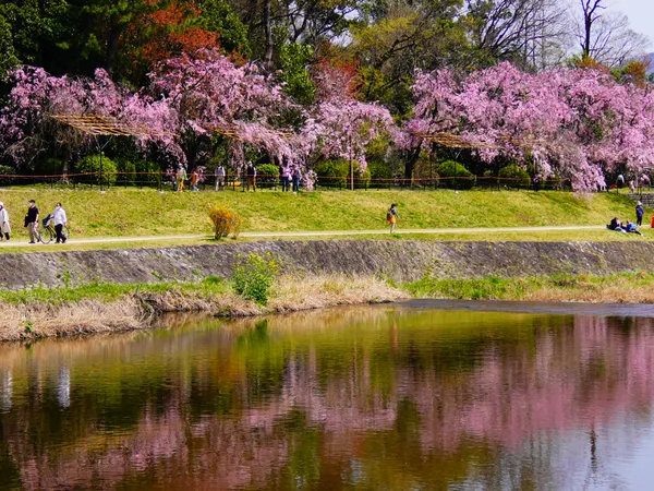Nakaragi Cherry Blossom Path
