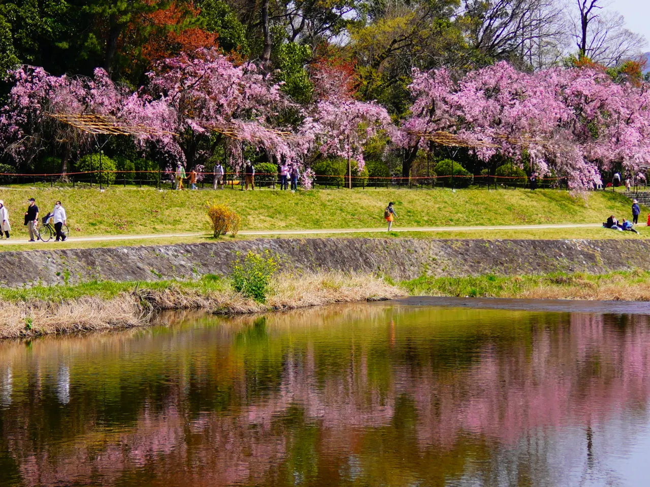 Nakaragi Cherry Blossom Path